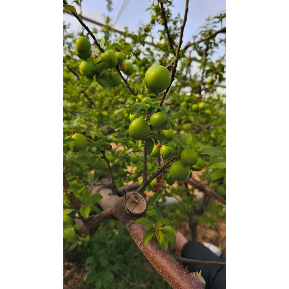 YEŞİL CAN ERİK 500 Gr