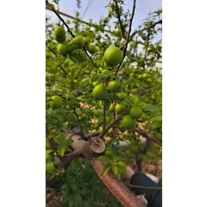 YEŞİL CAN ERİK 500 Gr