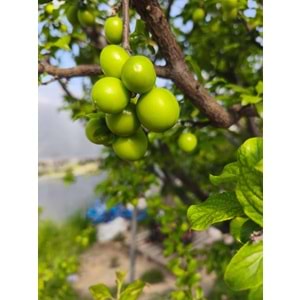 YEŞİL CAN ERİK 250 Gr